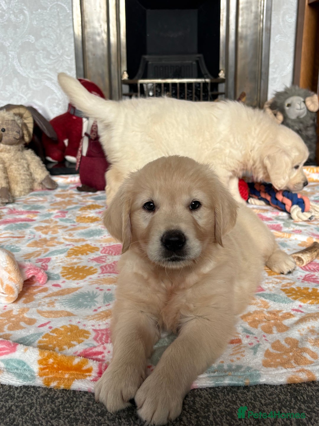 Golden Retriever dogs for sale: Golden retriever puppies  - Image 16