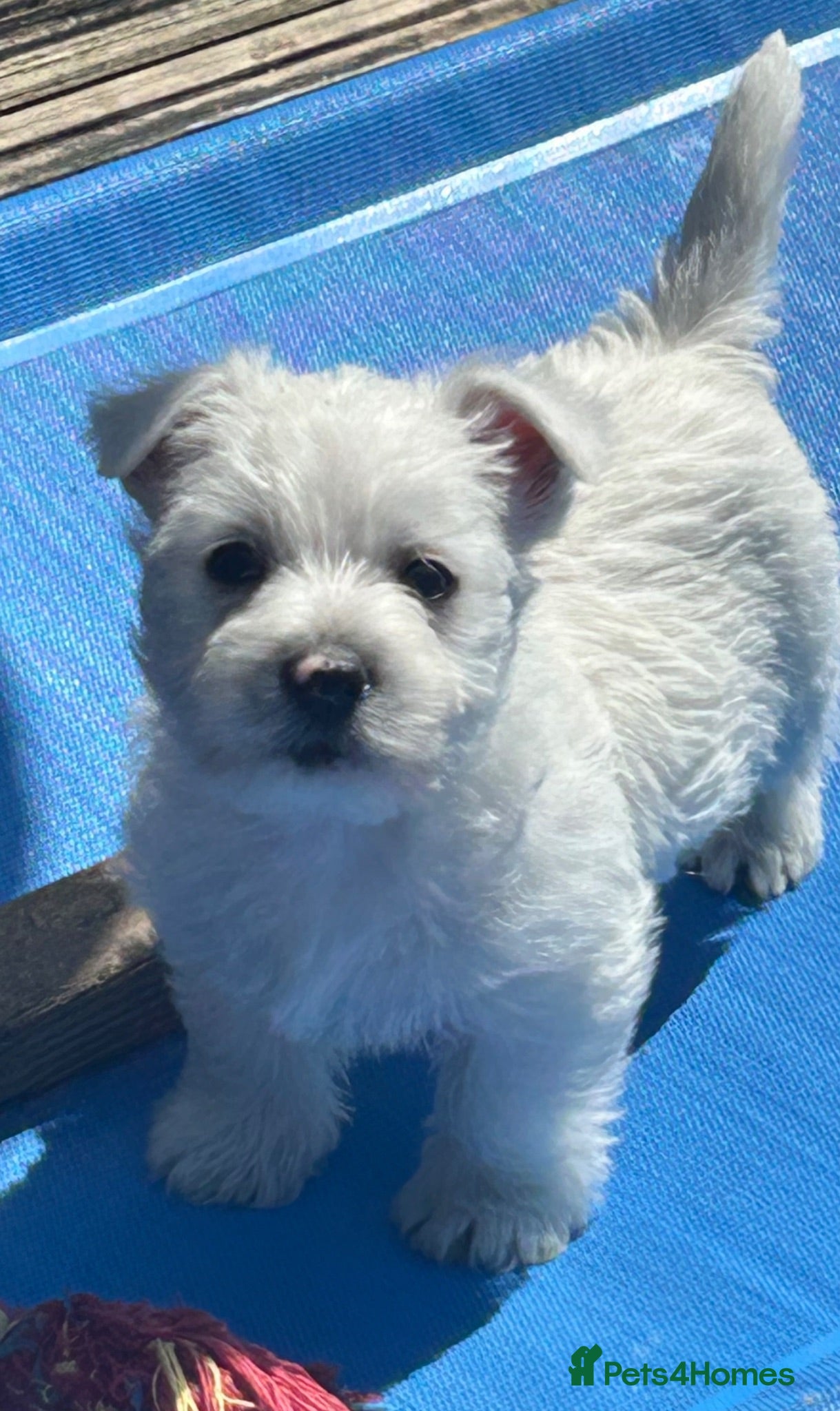 West Highland Terrier dogs Beautiful West Highland Pups - Advert 8