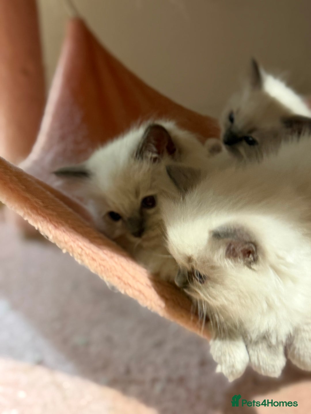 Ragdoll cats for sale: 🐾 Pure Ragdoll Kittens Looking for Loving Homes  - Advert 14