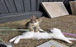 Mixed Breed cats for sale: 3 beautiful kittens  - Image 4
