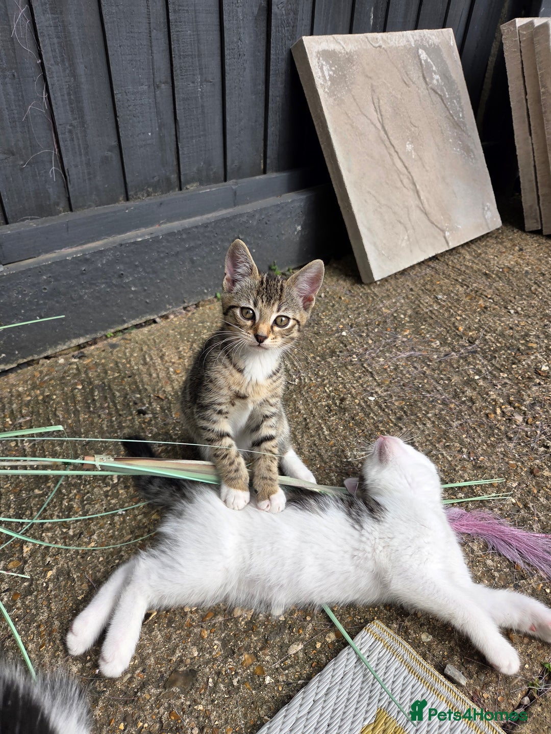 Mixed Breed cats for sale: 3 beautiful kittens  - Image 4