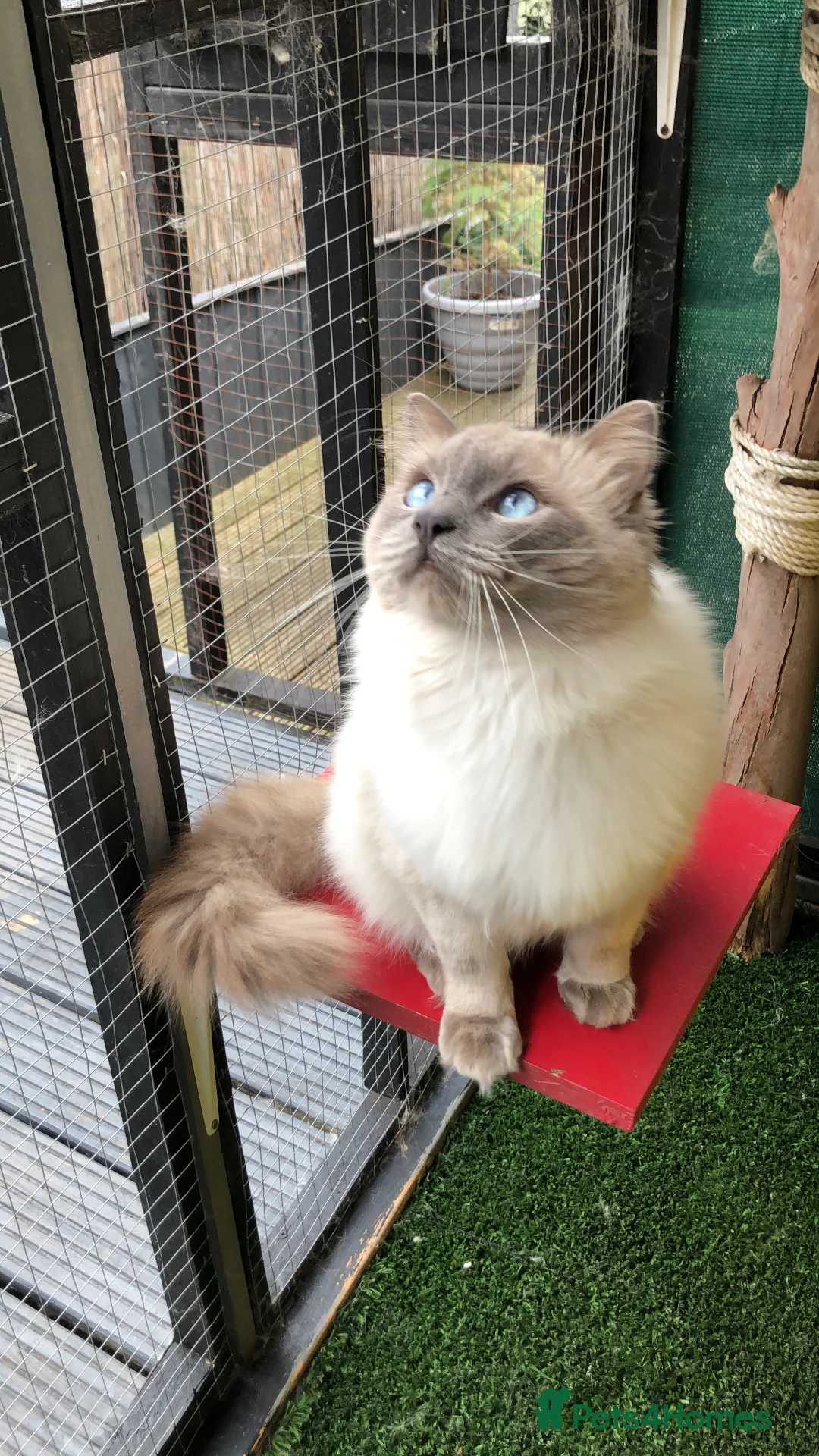 Ragdoll cats for stud: Stud Gccf Active duel Tica blue point  in Grantham - Advert 7