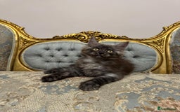 Maine Coon cats for sale: Maine Coon Kittens with Elite Heritage 🌟🌟🌟🌟🌟 - Image 17