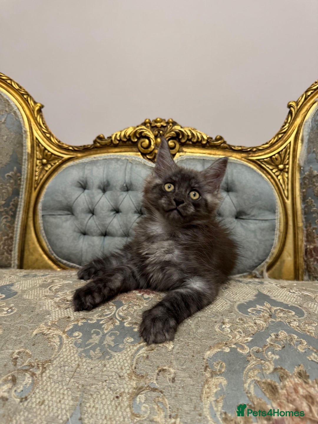 Maine Coon cats for sale: Maine Coon Kittens with Elite Heritage 🌟🌟🌟🌟🌟 - Image 17