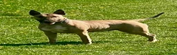 English Bull Terrier dogs for sale: 🐶 Waiting List Open – Due 3rd August 🐶 - Advert 3