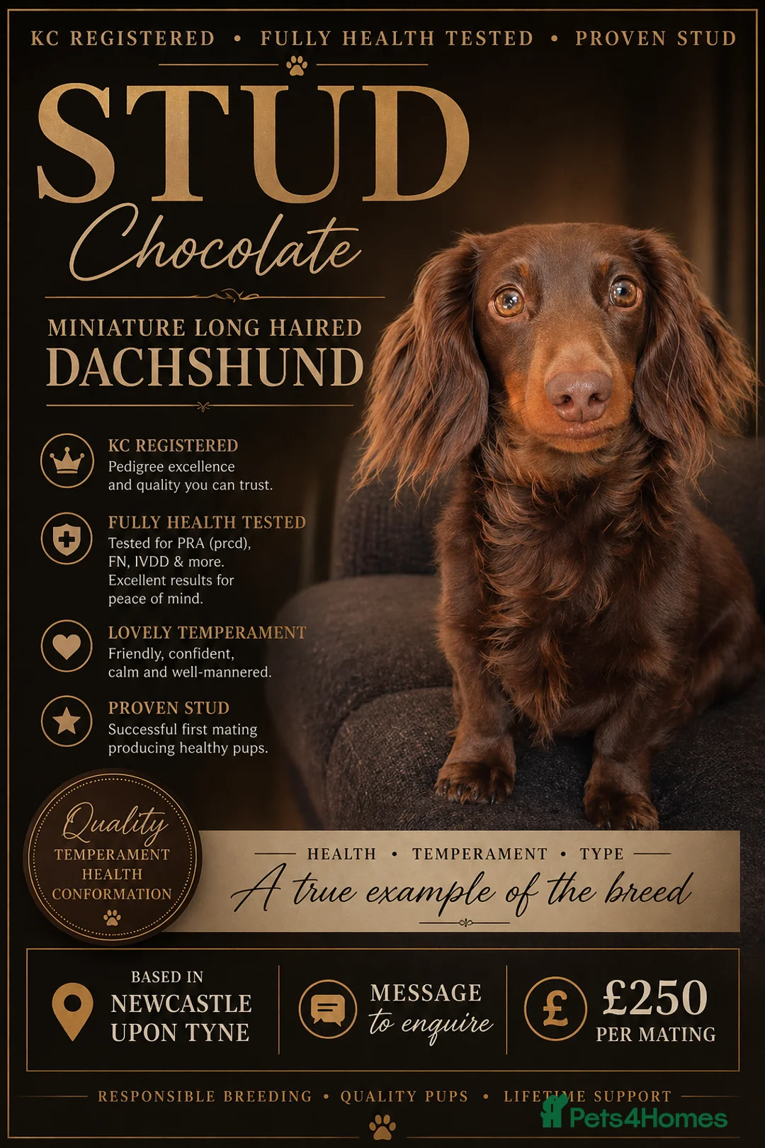 Miniature Dachshund dogs for stud: Miniature long haired chocolate Stud - Advert 1