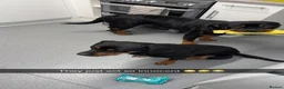 Rottweiler dogs for sale: Rottweiler pups looking for homes  - Advert 14
