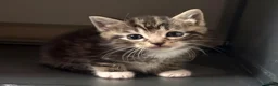 Mixed Breed cats for sale: Kittens!!!  - Advert 17