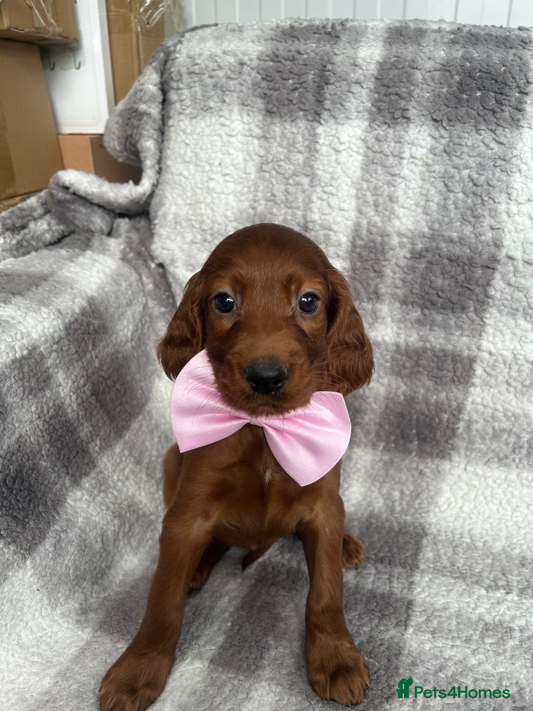 Irish Setter dogs for sale: Out standing litter of kc reg Irish setters - Image 5