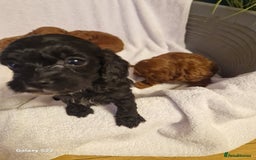 Cavapoo dogs for sale: Fox Red Cavapoo F1 Puppies  - Image 19