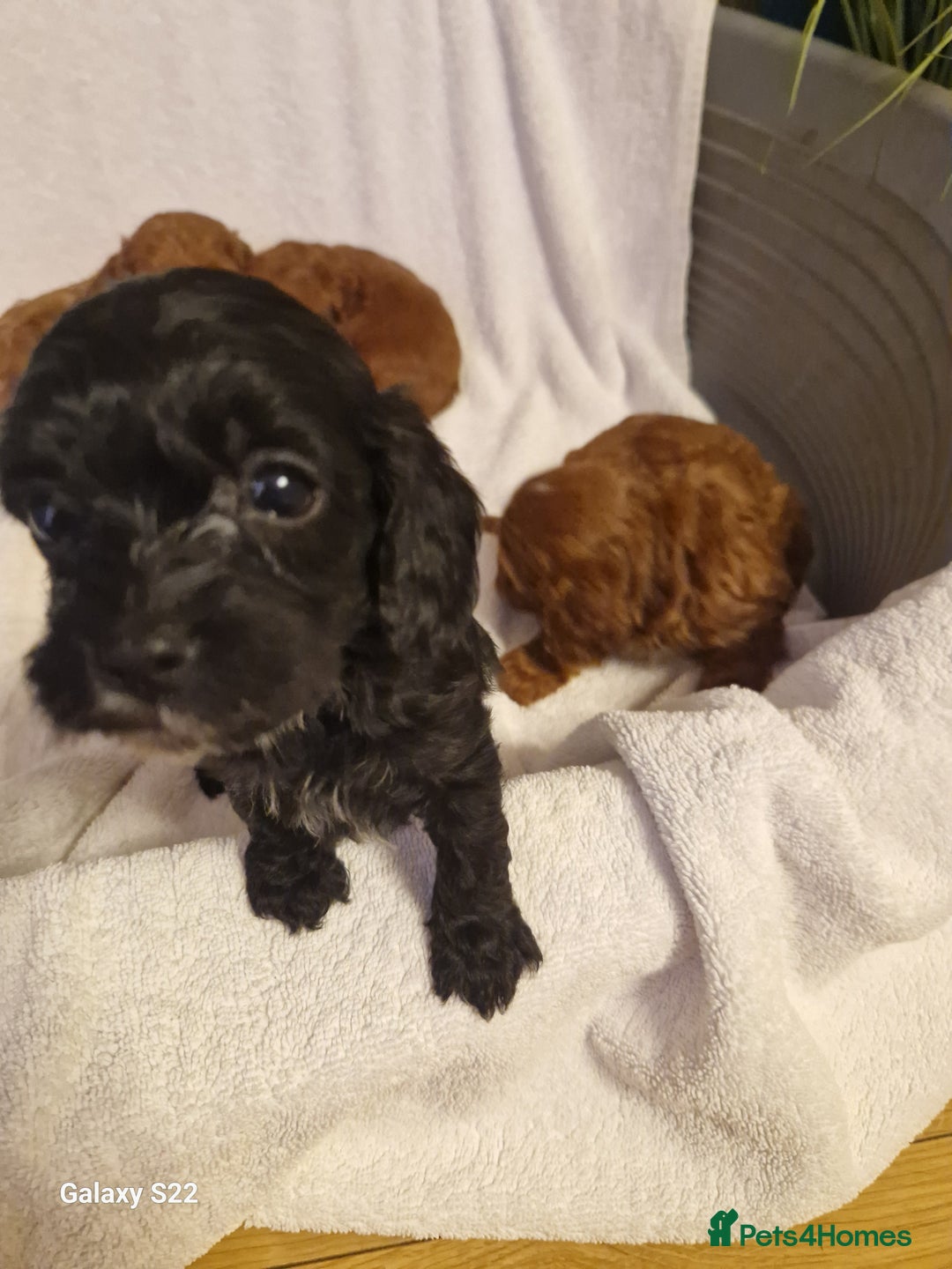 Cavapoo dogs for sale: Fox Red Cavapoo F1 Puppies  - Image 19