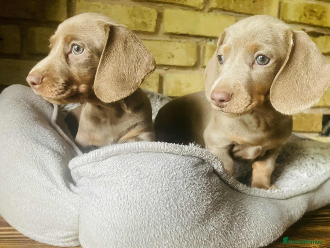 Miniature Dachshund dogs for sale: READY NOW ISABELLA MINIATURE DACHSHUND PUPPIES - Image 10