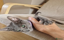 Oriental cats for sale: 4 months oriental cat female  - Image 1