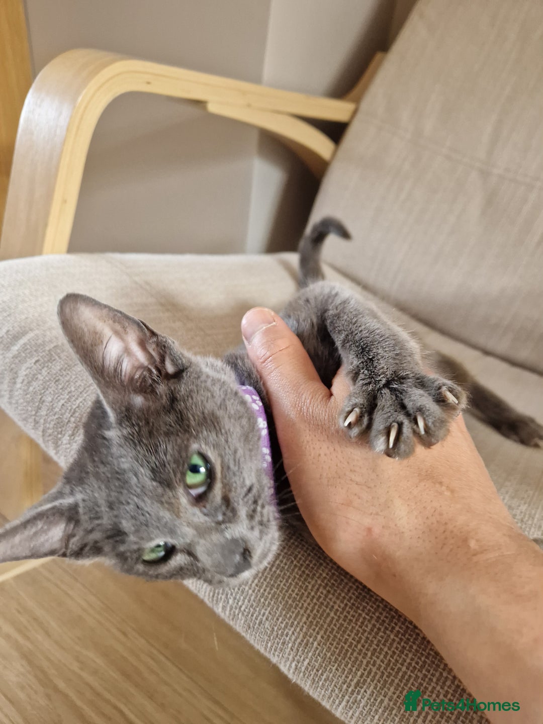Oriental cats for sale: 4 months oriental cat female  - Image 1