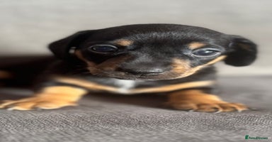 Dachshund dogs - Advert 5