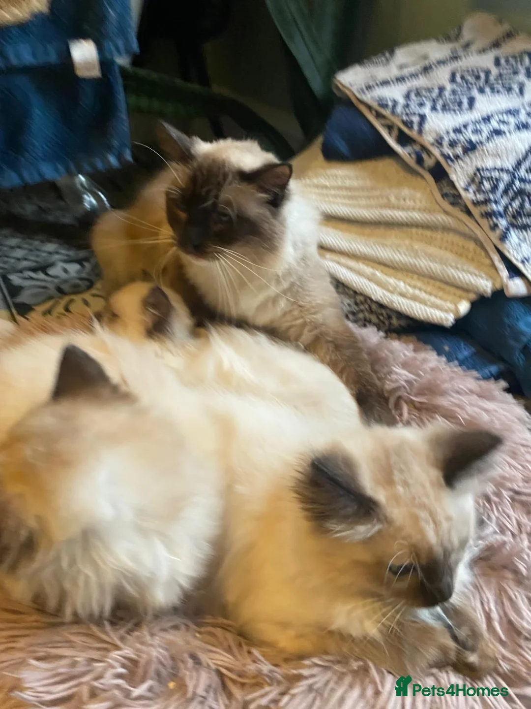 Ragdoll cats for sale: 3x stunning GCCF reg ragdolls remanding.   - Advert 8
