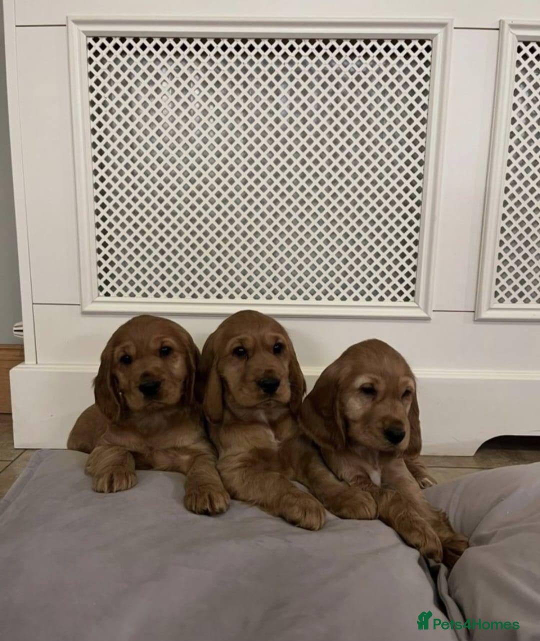 Cocker Spaniel dogs BEAUTIFUL SHOW TYPE HEALTH CHECKED PUPPIES  - Advert 6