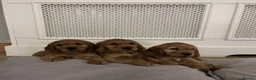Cocker Spaniel dogs for sale: BEAUTIFUL SHOW TYPE HEALTH CHECKED PUPPIES  in Manchester - Advert 1