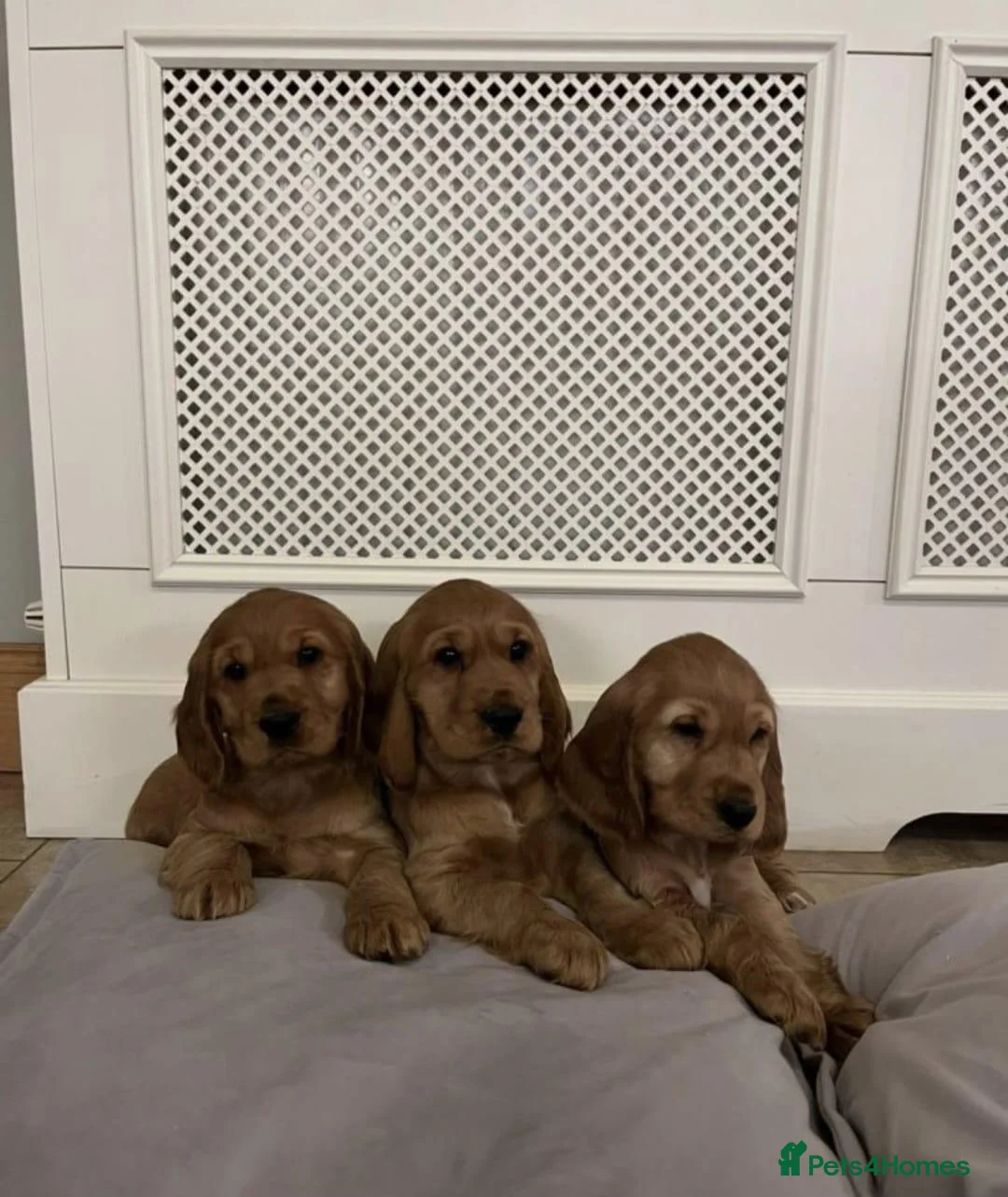Cocker Spaniel dogs for sale: BEAUTIFUL SHOW TYPE HEALTH CHECKED PUPPIES  in Manchester - Advert 1