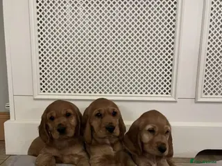 Cocker Spaniel dogs BEAUTIFUL SHOW TYPE HEALTH CHECKED PUPPIES - Advert 6
