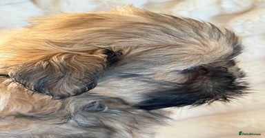Shih Tzu dogs - Advert 4