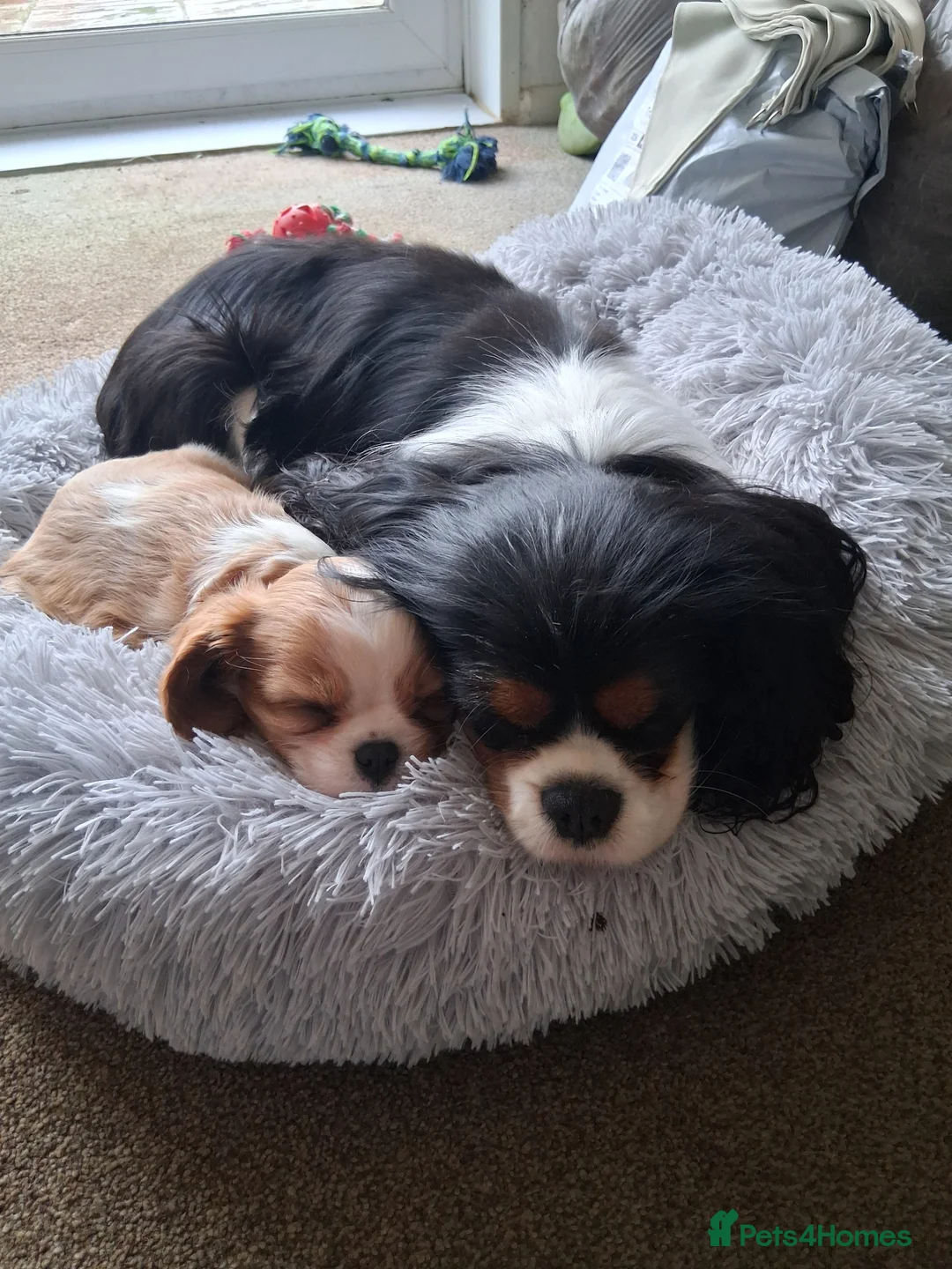 Cavalier King Charles Spaniel dogs for sale:  Male Blenhiem cavalier king Charles spaniel puppy - Advert 2