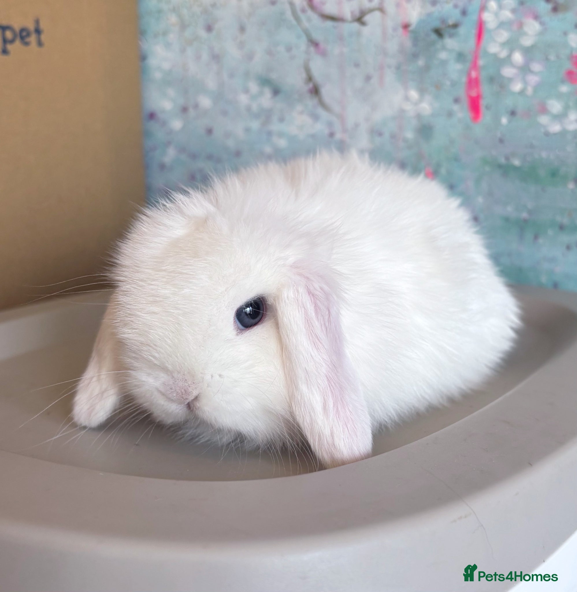 Mini Lop rabbits Beautiful Blue Eyed White Mini Lop Doe Available - Advert 16