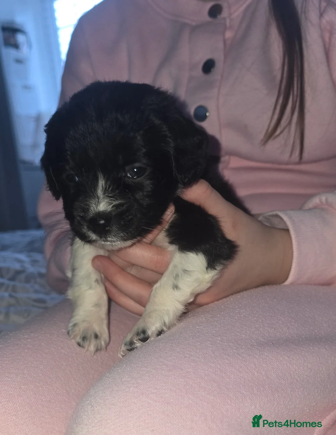 Maltipoo dogs for sale: Maltipoo puppies  - Advert 10