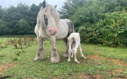 Irish Cob horses for sale: Traditional Cob & Filly Foal at Foot - Image 3