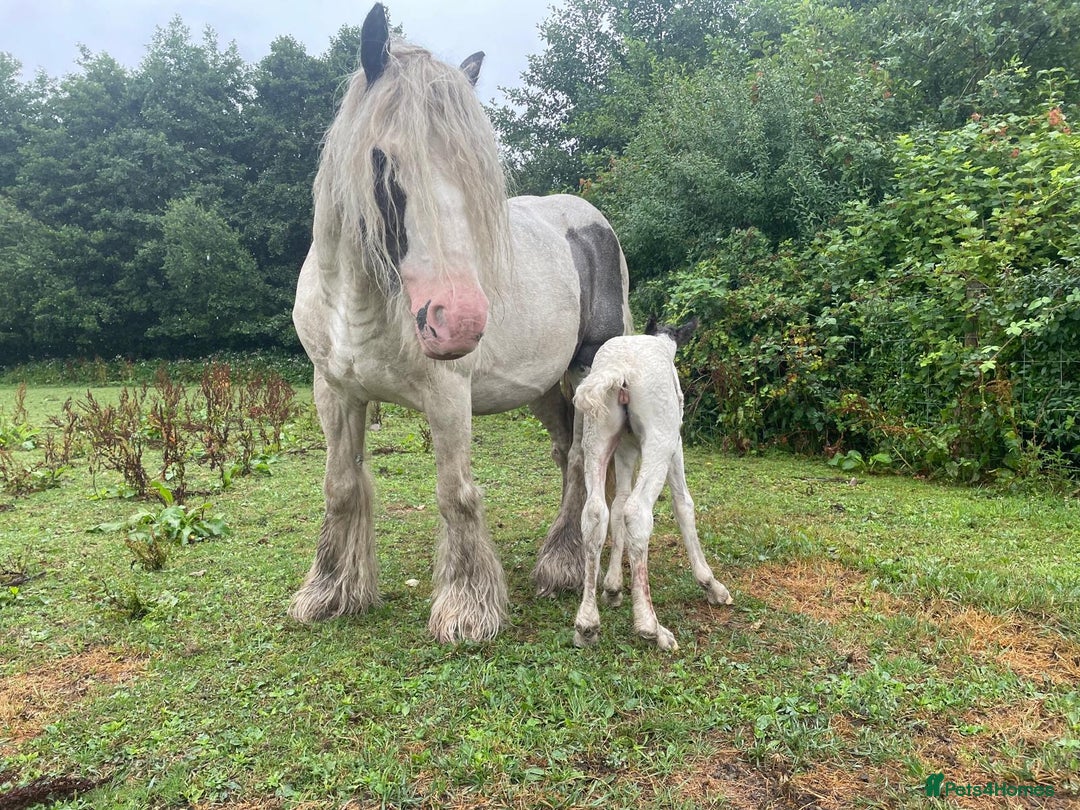 Irish Cob horses for sale: Traditional Cob & Filly Foal at Foot - Image 3