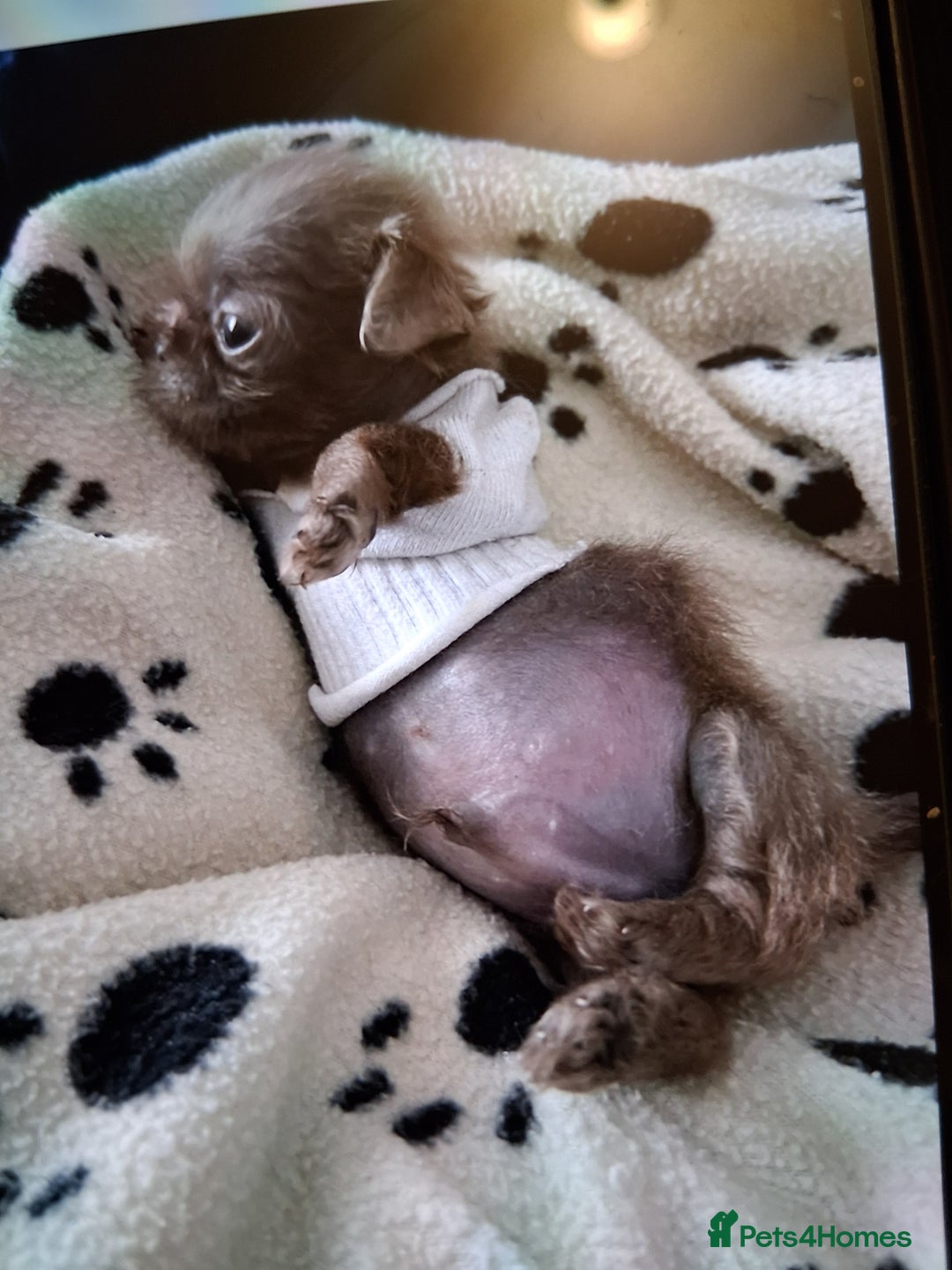 Shih Tzu dogs for sale: Imperial shishi shih tzu - Image 19