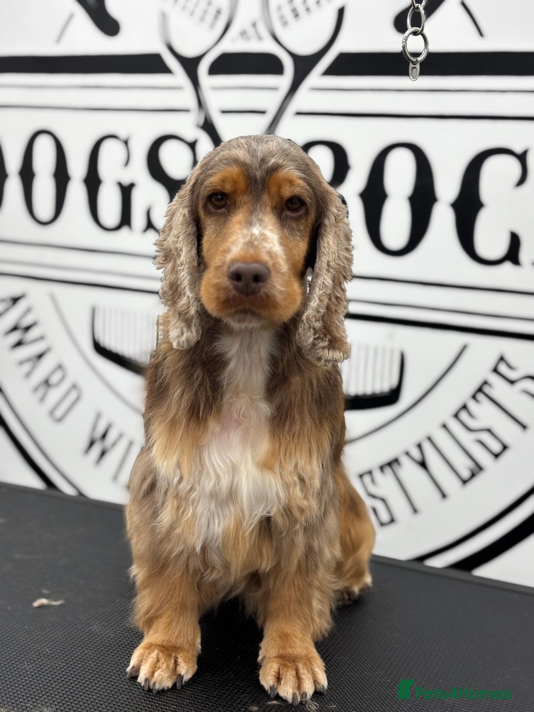 Cocker Spaniel dogs for sale: Cocker spaniel for sale - Image 2