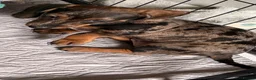 Dachshund dogs for sale: Beautiful dachshund pups - Advert 26