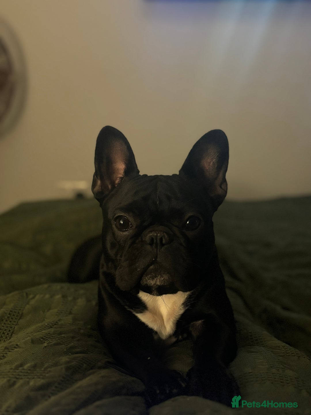 French Bulldog dogs for sale: Beautiful French bull dog puppies  - Advert 2