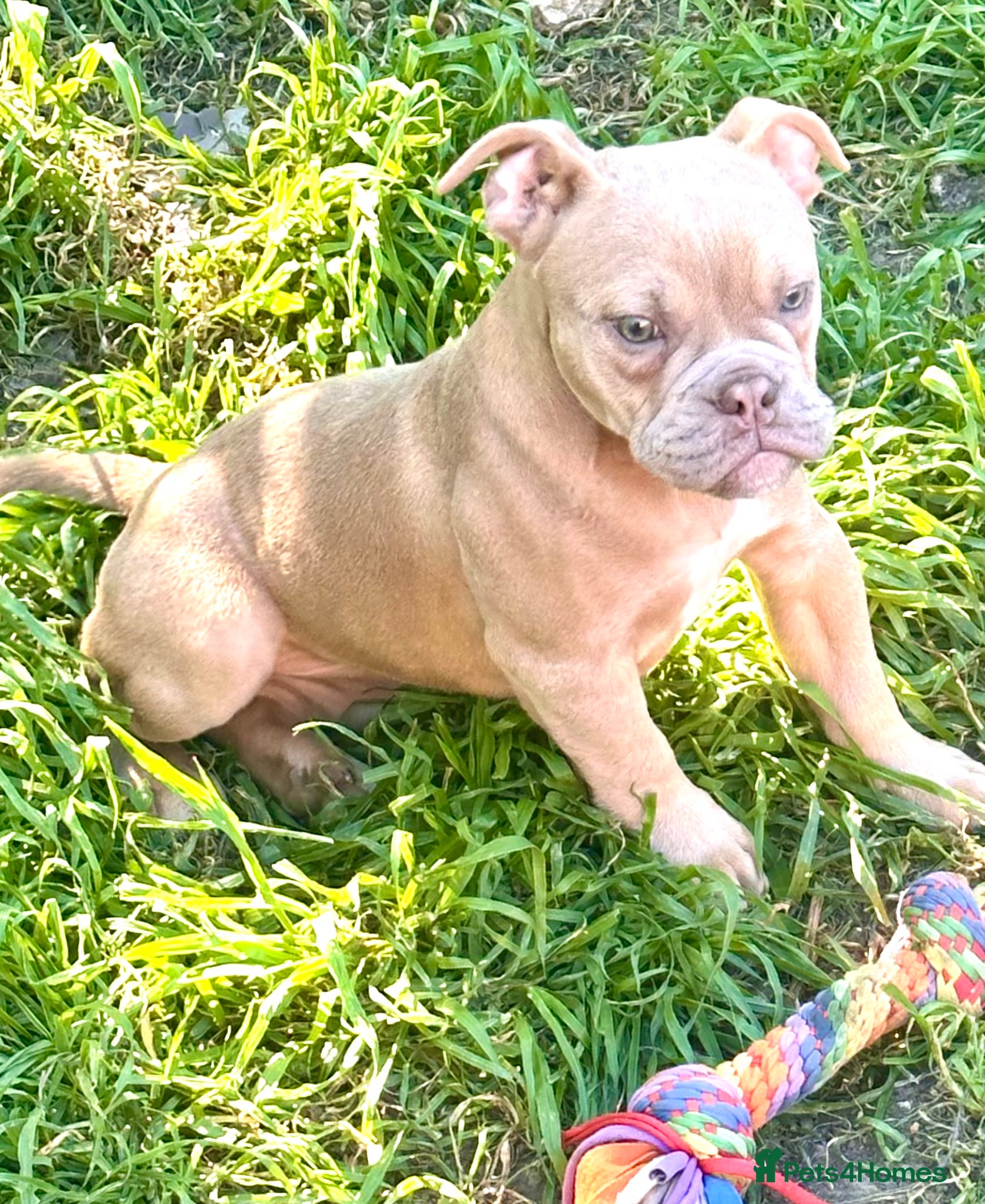 Old Tyme Bulldog dogs ⭐️⭐️Puppies 🐶 Reduced⭐️⭐️ Old English bulldogs  - Advert 3