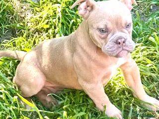 Old Tyme Bulldog dogs ⭐️⭐️Puppies 🐶 Reduced⭐️⭐️ Old English bulldogs - Advert 3