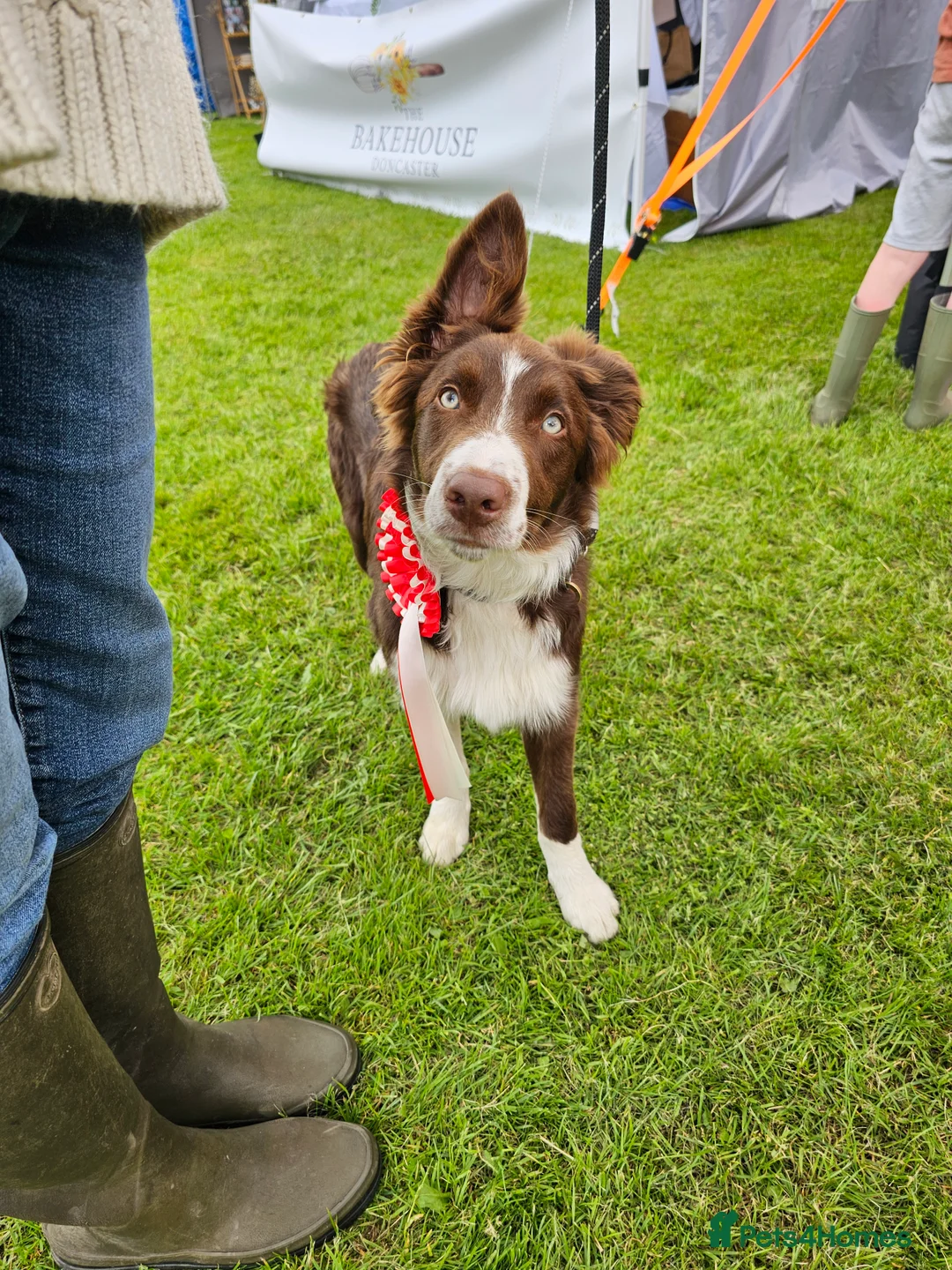 Border Collie dogs for stud: Award Winning Red and White Border Collie for stud in Ilkley - Advert 7