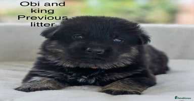 German Shepherd dogs - Advert 2