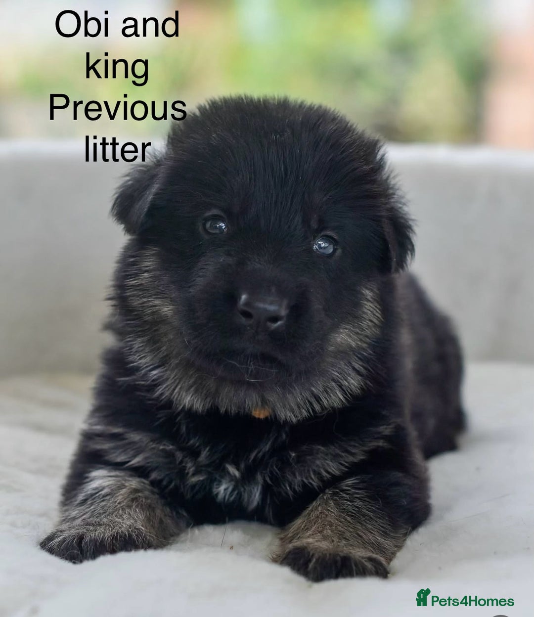 German Shepherd dogs for sale: 5 Generation KC - straight backed GSD puppies  - Image 2