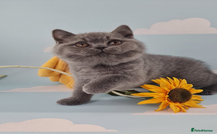 British Shorthair cats - Advert 1
