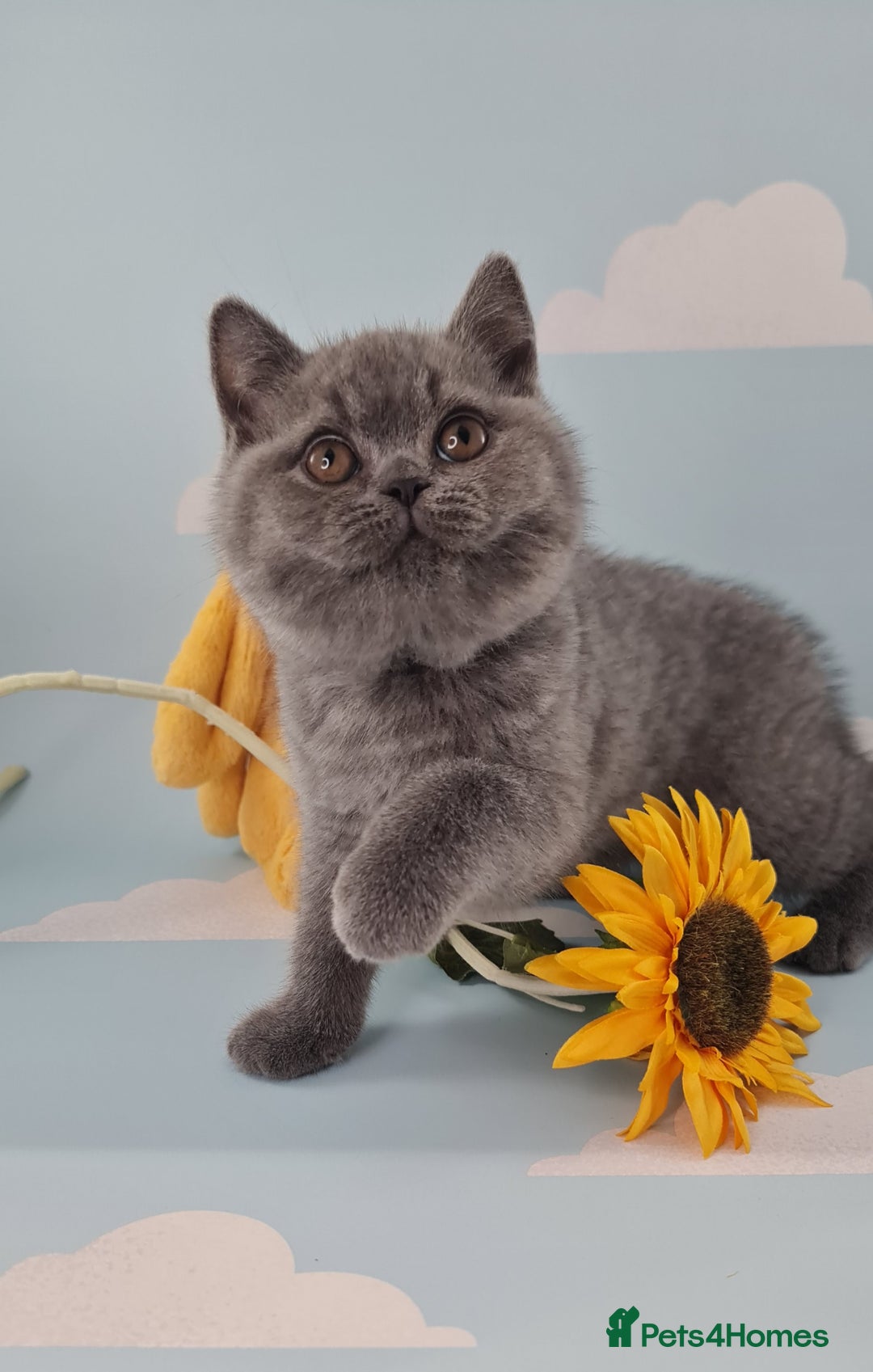 British Shorthair cats for sale: CHAMPION SIRED GCCF REG BSH BLUE MALE KITTEN - Image 1