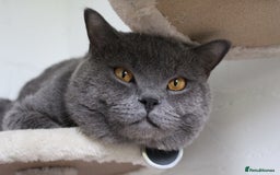 British Shorthair cats for stud: GCCF BSH stud  - Image 1