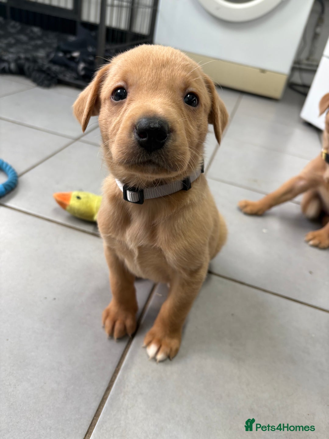 Labrador Retriever dogs for sale: Most Beautiful litter of KC Reg Fox Labradors - Advert 3