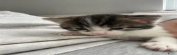 Mixed Breed cats for sale: Tri colour kittens - Advert 3