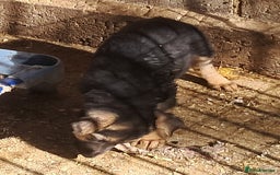German Shepherd dogs for sale: KC reg German Shepherds, Loving family pups - Image 12