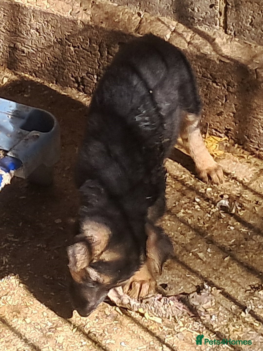 German Shepherd dogs for sale: KC reg German Shepherds, Loving family pups - Image 12