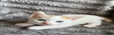 Turkish Angora 3
