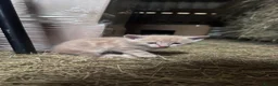 Mixed Breed cats for sale: 5 Farm Kittens For Sale - Advert 13