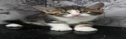 Mixed Breed cats for sale: MAINECOON X British short hair - Advert 3