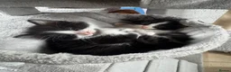 Mixed Breed cats for sale: Stunning 5 week old kittens  - Advert 28